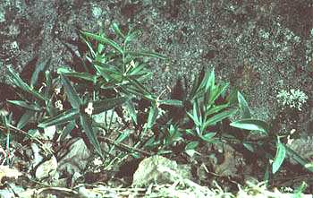 Moehringia macrophylla image