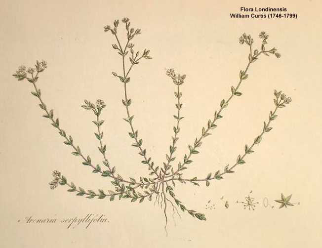 Arenaria serpyllifolia image