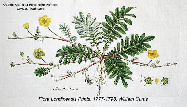 Potentilla anserina subsp. anserina image