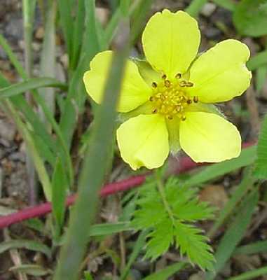 Potentilla anserina subsp. anserina image
