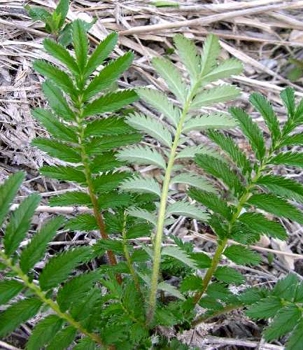 Potentilla anserina subsp. anserina image