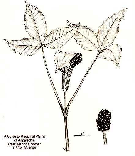 Arisaema triphyllum subsp. triphyllum image