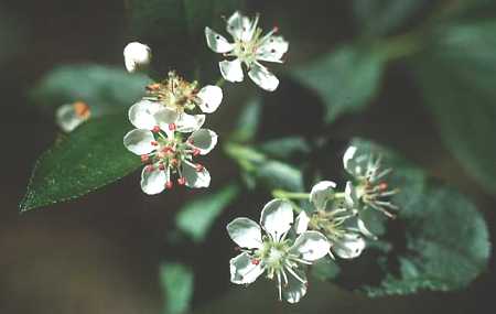 Aronia x prunifolia image
