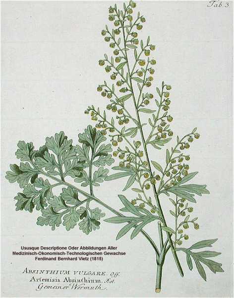 Artemisia absinthium image