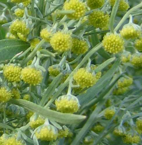 Artemisia image
