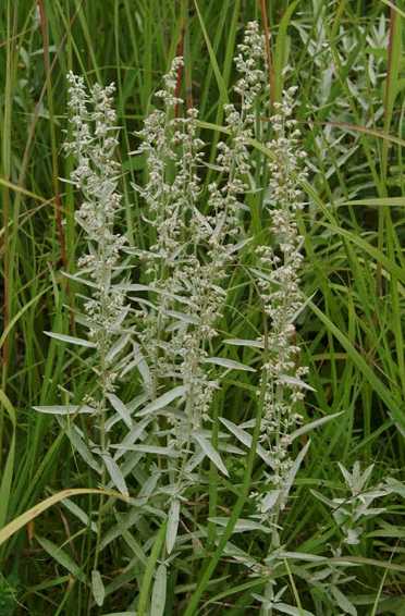Artemisia ludoviciana subsp. ludoviciana image