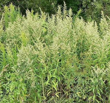 Artemisia serrata image