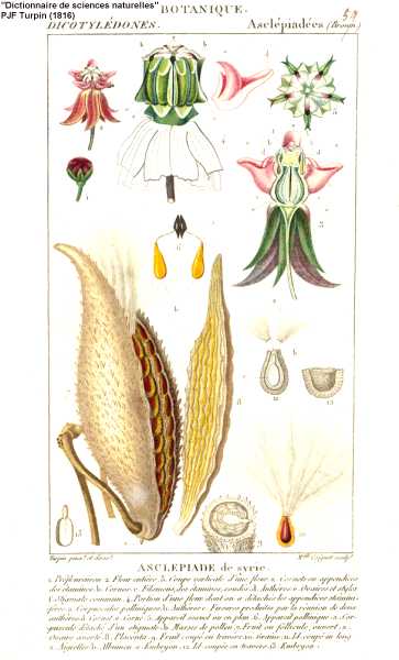 Asclepias syriaca image