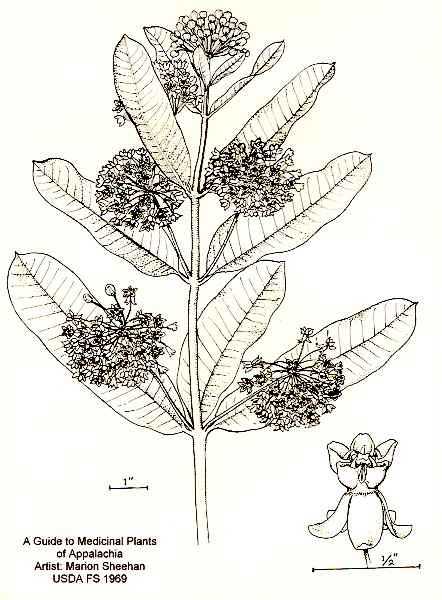 Asclepias syriaca image