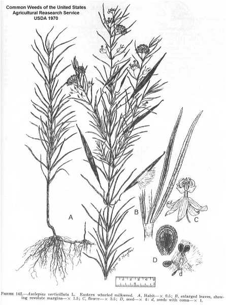 Asclepias verticillata image