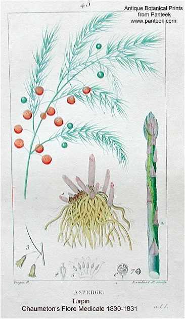 Asparagus officinalis image