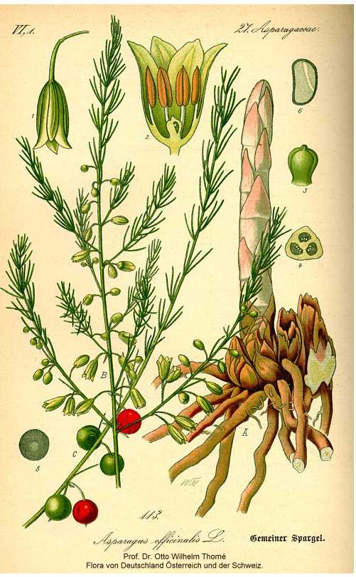 Asparagus officinalis image
