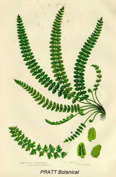 Asplenium trichomanes image
