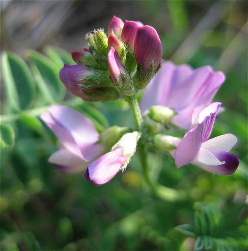Astragalus alpinus var. alpinus image