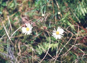 Symphyotrichum boreale image