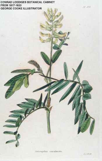 Astragalus canadensis var. canadensis image