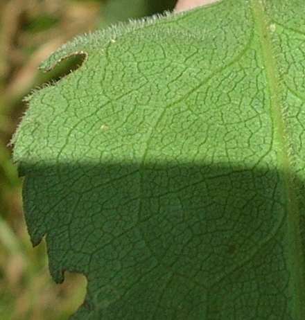 Symphyotrichum ciliolatum image