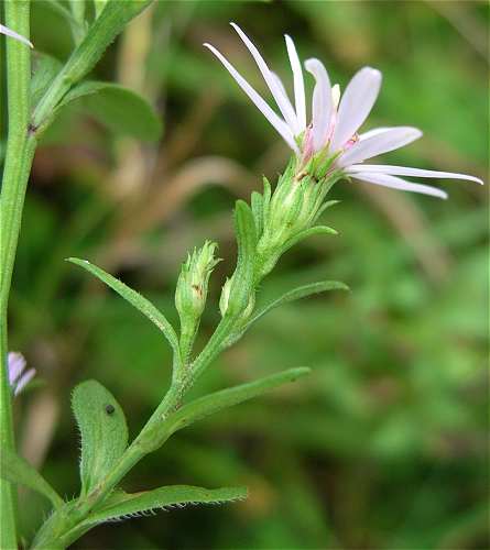 Symphyotrichum ciliolatum image