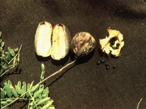 Astragalus crassicarpus var. crassicarpus image