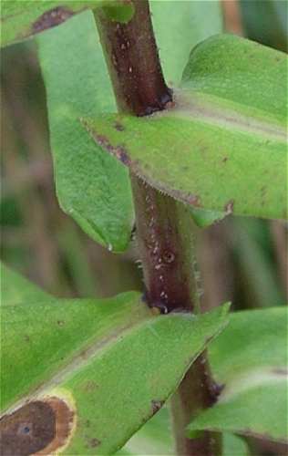 Symphyotrichum firmum image