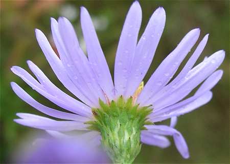 Symphyotrichum laeve var. laeve image
