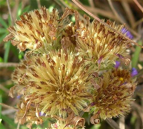 Ionactis linariifolia image