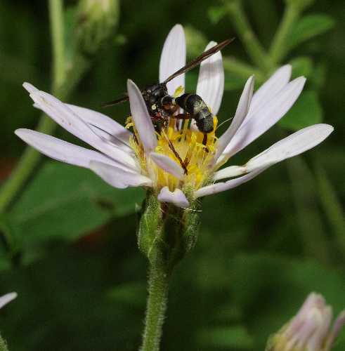Eurybia macrophylla image