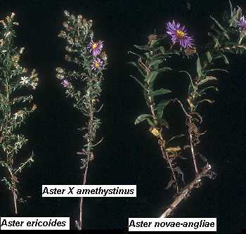 Symphyotrichum X amethystinum image