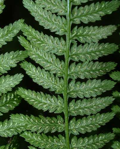 Athyrium image