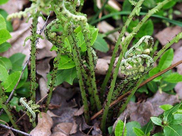 Athyrium filix-femina image