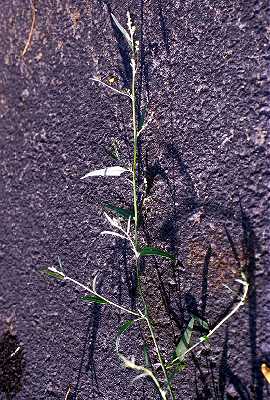 Atriplex patula image