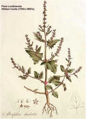 Atriplex prostrata image