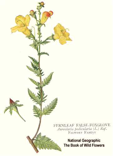 Aureolaria pedicularia image