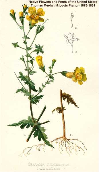 Aureolaria pedicularia image
