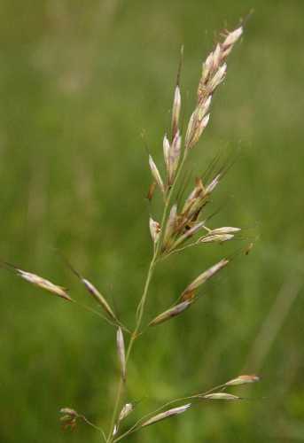 Avenula pubescens image