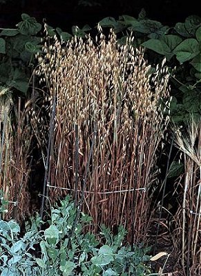 Avena sativa image