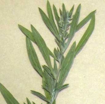 Bassia hyssopifolia image