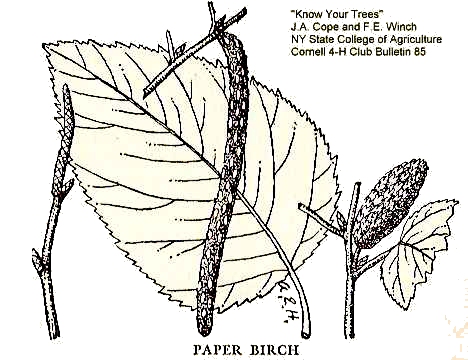 Betula papyrifera image