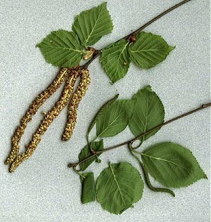 Betula papyrifera image