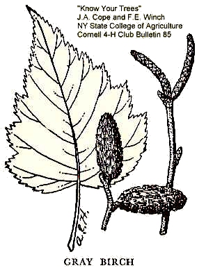 Betula populifolia image