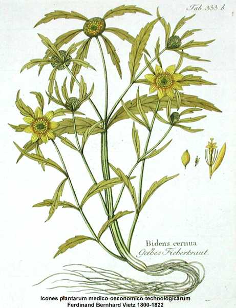 Bidens cernua image