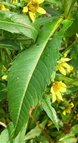 Bidens cernua image