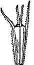 Bidens cernua image
