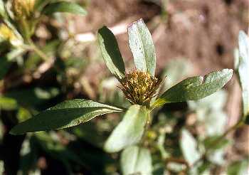 Bidens image
