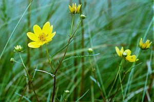Bidens trichosperma image