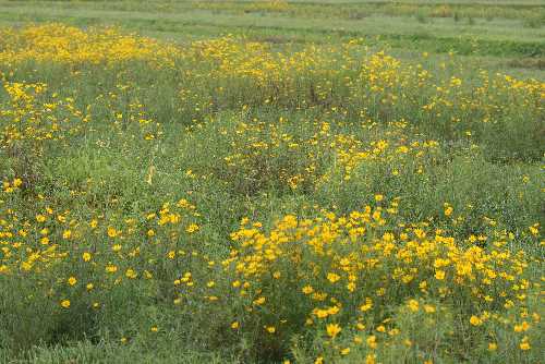 Bidens trichosperma image
