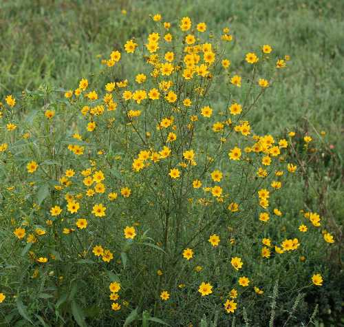Bidens trichosperma image