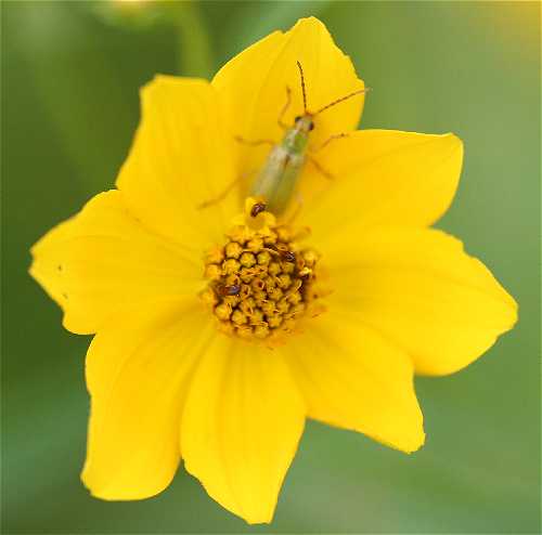 Bidens trichosperma image