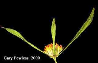 Bidens discoidea image