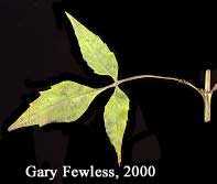 Bidens discoidea image